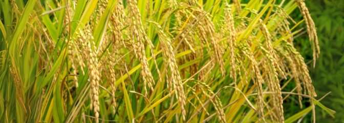 滋賀県産無農薬栽培米を使用したお米麺の特集