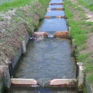 稚魚が育つ田んぼの物語 ― 世界農業遺産「琵琶湖システム」と魚のゆりかご水田米の米麺