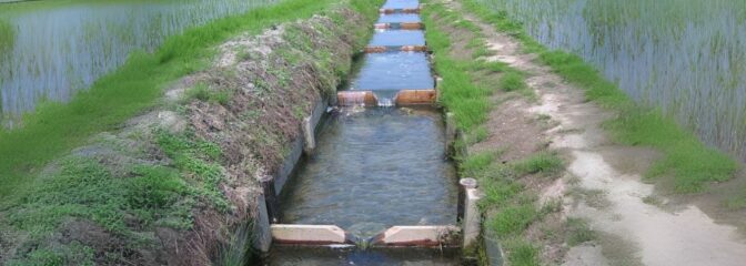 魚のゆりかご水田米を使用した米麺の特集
