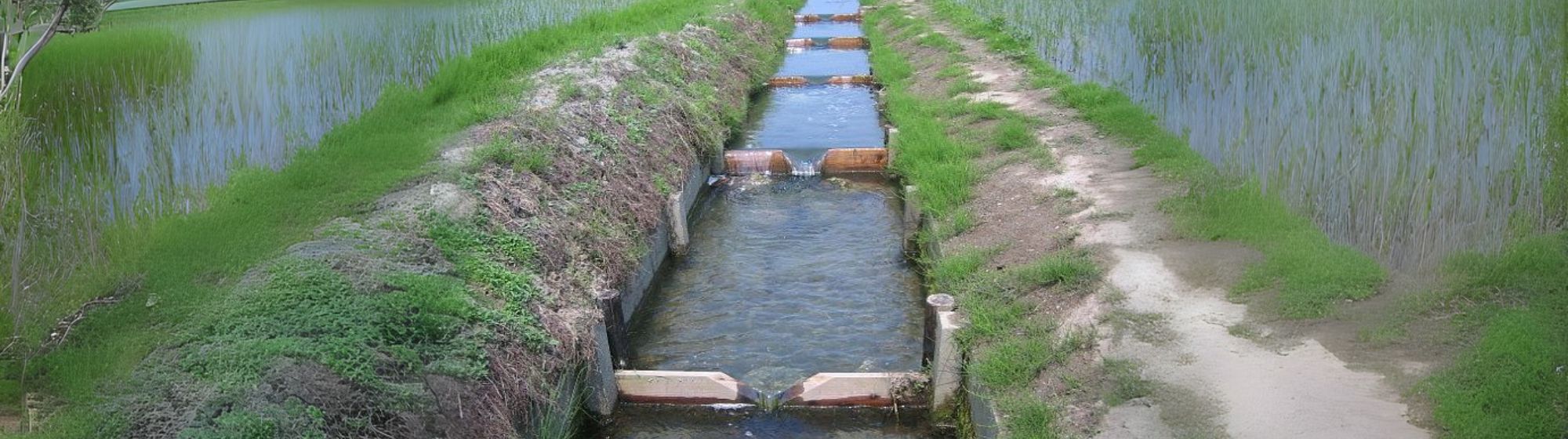 魚のゆりかご水田米を使用した米麺の特集