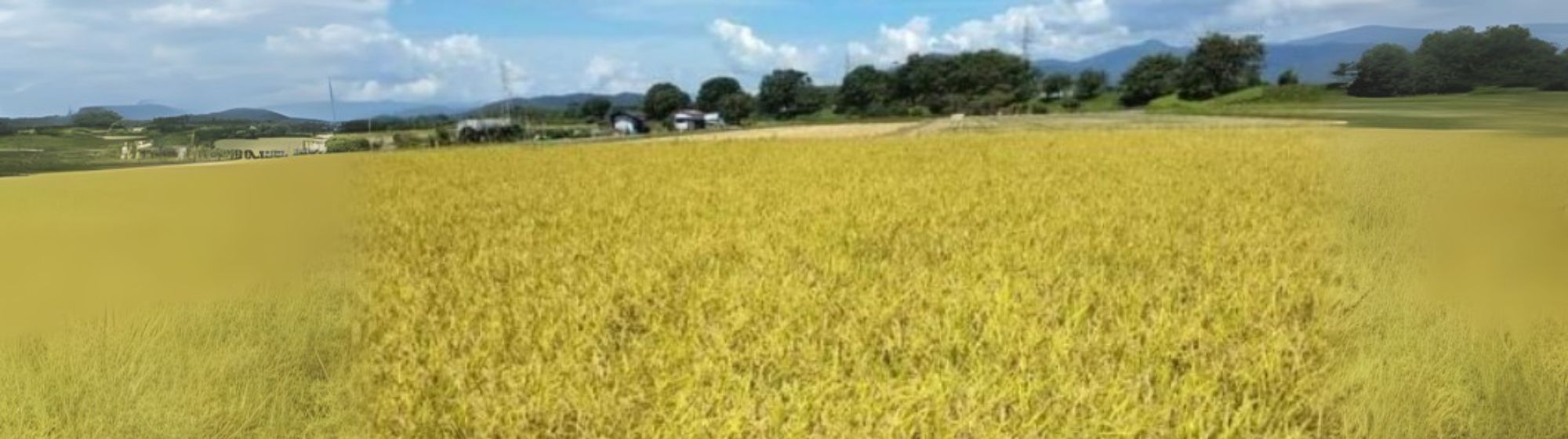 もりケロふぁーむの物語