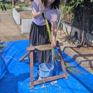 「魚のゆりかご水田」稲刈り体験に参加しました